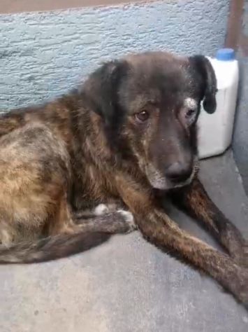 EMERGENZA X 1CANE MALTRATTATO X STRADA.. - Foto 5