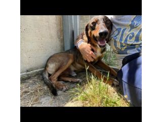 MELAMPO TIMIDO REMISSIVO CAGNOLINO DA ADOTTARE