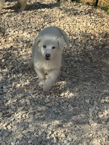 CUCCIOLE MAREMMANO 4 MESI SONO IN CANILE - Foto 10