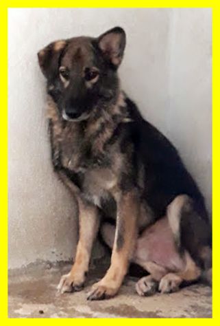 ALBERTO, SPAVENTATO SIMIL LUPETTO CERCA CASA - Foto 5