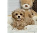 MALTIPOO - MALTIPO CUCCIOLI ALBICOCCA - pag 12 rate