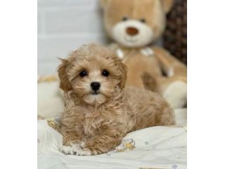 MALTIPOO - MALTIPO CUCCIOLI ALBICOCCA - pag 12 rate