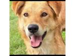 FABER TENERO E AFFETTUOSO CAGNOLINO IN ADOZIONE