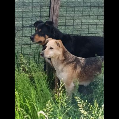 CALLAS TRANQUILLA E COCCOLONA CAGNOLINA IN ADOZIONE - Foto 5