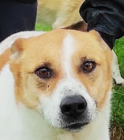 CATELLO: cagnolino in adozione - Foto 4