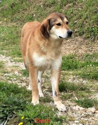 SKOOL SOCIEVOLE E TENERO CAGNOLINO IN ADOZIONE MERITA UNA VITA - Foto 3