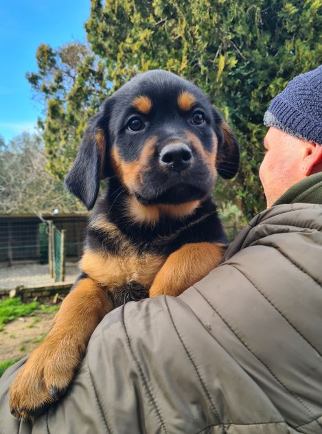 ANNABELLE, dolcissima mix ROTTWEILER! 2 MESI E MEZZO. - Foto 6