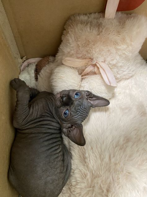 Gatti sphynx - Foto 6