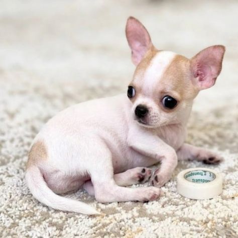 CHIHUAHUA TOY CUCCIOLI DISPONIBILI da 60 euro al mese - Foto 2