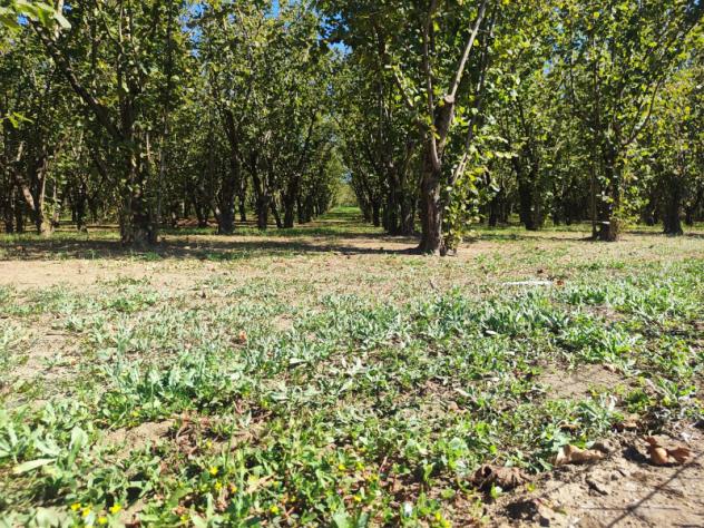 Agricolo in Via Bosco Magliano - Foto 6