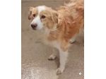 LILLO 15 KG DI TENEREZZA CAGNOLINO IN ADOZIONE