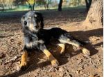 Tobia