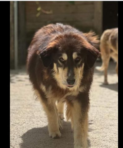 Lady meravigliosa 4a7nni pelo lungo salvata da 1lager aspetta casa da tempo ROMA - Foto 4