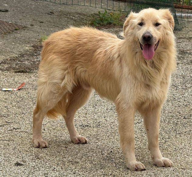 WHISKY e BIANCA, due cani bellissimi ma sfortunati - Foto 5