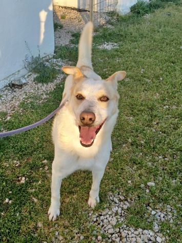 FILIPPO - cane di 6 anni e mezzo - taglia media - Foto 7
