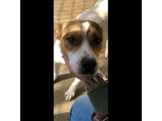 CAIO, cerca salvezza dal canile, cane in adozione tg medio piccola