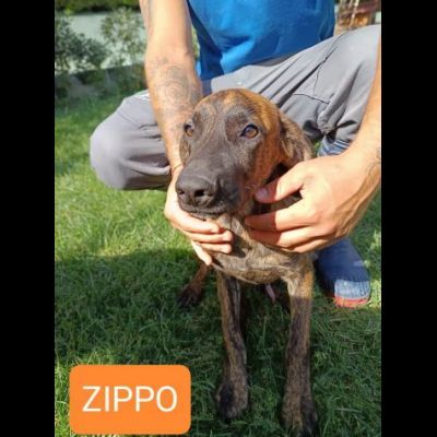 CUCCIOLI IN ADOZIONE - Foto 3