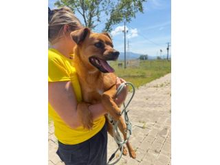 Kira 10 kg di cane in canile