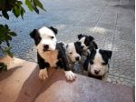 American Staffordshire e Pit Bull Terrier