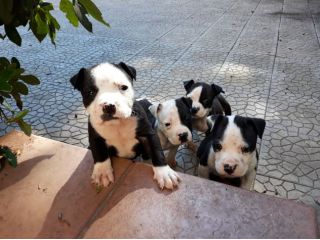 American Staffordshire e Pit Bull Terrier