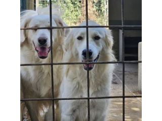 DANTE E ULISSE MIX PMA E GOLDEN CERCANO CASA, CANI IN ADOZIONE