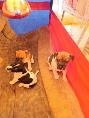 Cuccioli di jack Russell - Foto 5