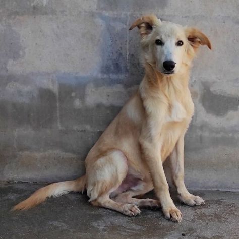 CANE IN ADOZIONE: MIELE, taglia medio contenuta - Foto 8