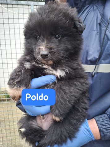 CUCCIOLI 3 MESI TAGLIA MEDIA GRANDE IN CANILE - Foto 2