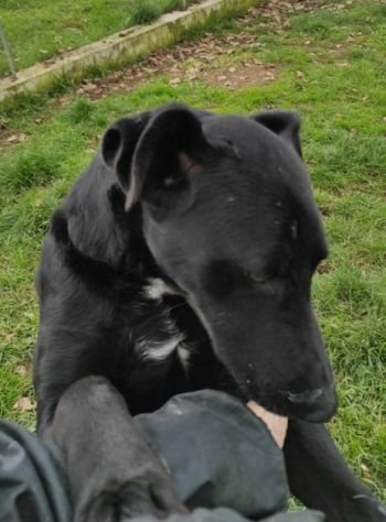 CANE DA ADOTTARE - Foto 2