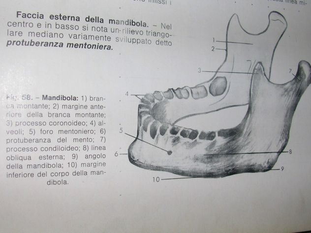 DISEGNO E ANATOMIA PER ODONTOTECNICI - Foto 8