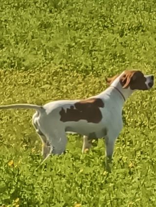 Pointer