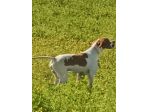 Pointer