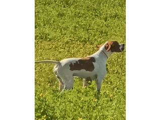 Pointer