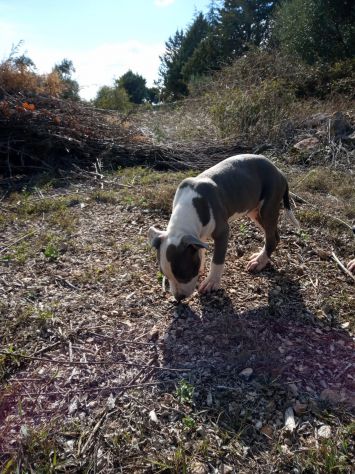 Allevamento e Cuccioli Amstaff Blu in Puglia Bari Lecce Taranto Foggia Brindisi - Foto 3