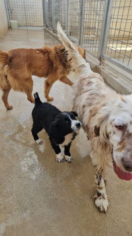 Martina: cucciola taglia contenuta - Foto 7