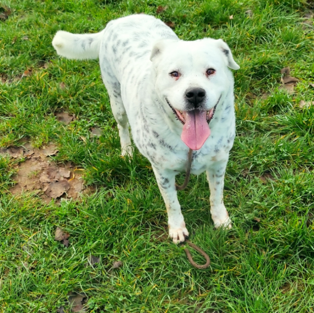CANE IN ADOZIONE: AMELIE, una vita di briciole. - Foto 10