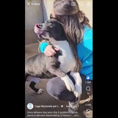 SILVESTRO DESIDERIO DI CAREZZE CANE IN ADOZIONE - Foto 8