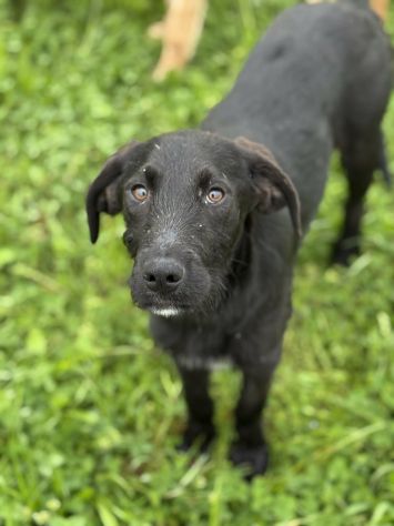 KIRA e KALA, cucciolone mix LABRADOR! Dolcissime - Foto 8