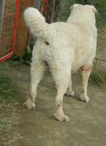 PECORELLA, adozione del cuore - Foto 3