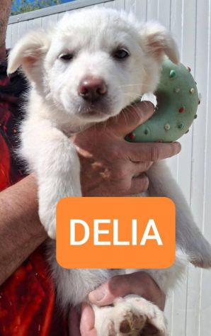 CUCCIOLI 3 MESI taglia media IN CANILE - Foto 5