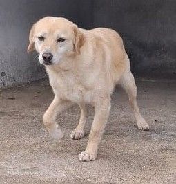 SAM 10 ANNI 15/18 kg taglia media contenuta