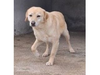 SAM 10 ANNI 15/18 kg taglia media contenuta