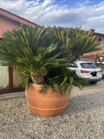 Grande Cycas Revoluta ornamentale adulta - Foto 3