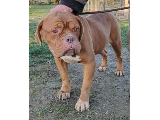 Hego dogue de bordeaux