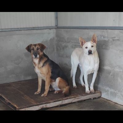 CAGNOLINA DA ADOTTARE - Foto 2