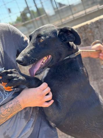 AARON coccolone e amorevole cane in adozione - Foto 9