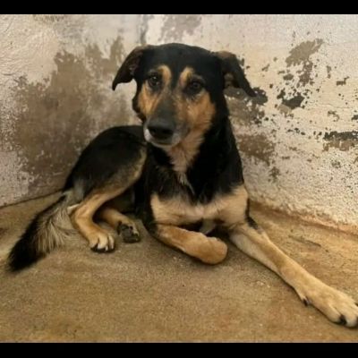 ZAPATA RASSEGNATO ALLA FORZATA R3CLUSIONE, CANE IN ADOZIONE - Foto 2