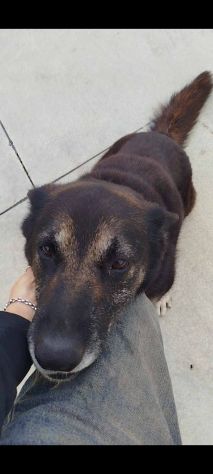 Bella - Foto 3