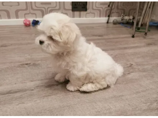 Bellissimi cuccioli di maltese pronti