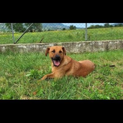 MATTIA DOLCE E GIOVIALE CAGNOLINO IN ADOZIONE - Foto 4